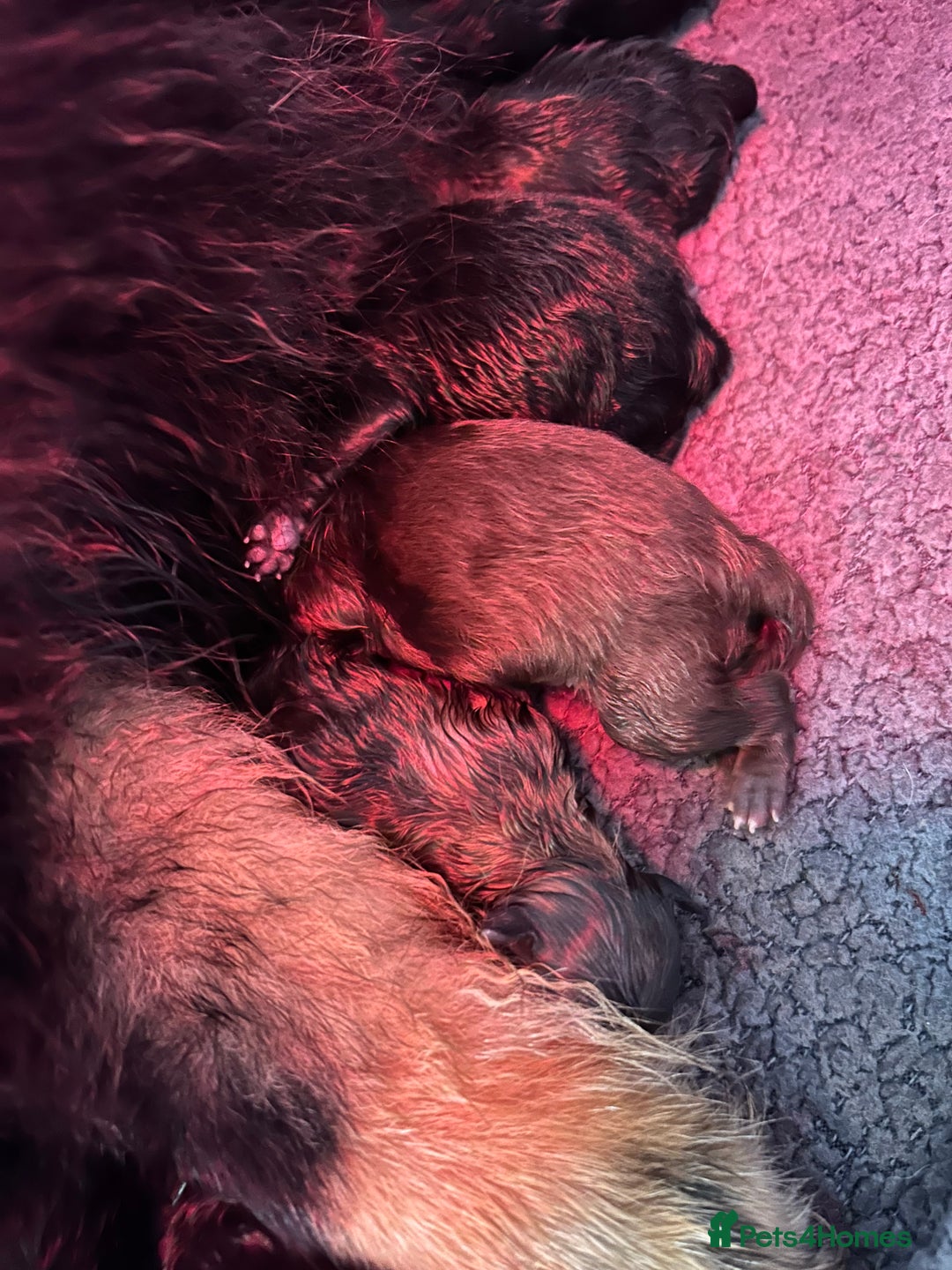 Pomeranian dogs for sale: Purebred fluffy Pomeranian puppies mum Russian! - Advert 10