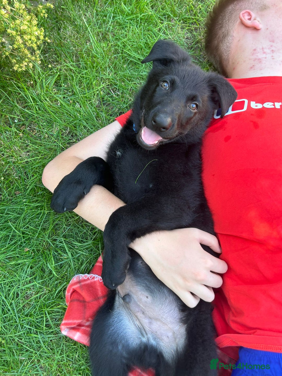 German Shepherd dogs for sale: gorgeous kc reg working blood line German Shepard  - Image 29