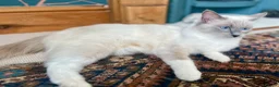 Ragdoll cats for sale: Beautiful female ragdoll  - Advert 5