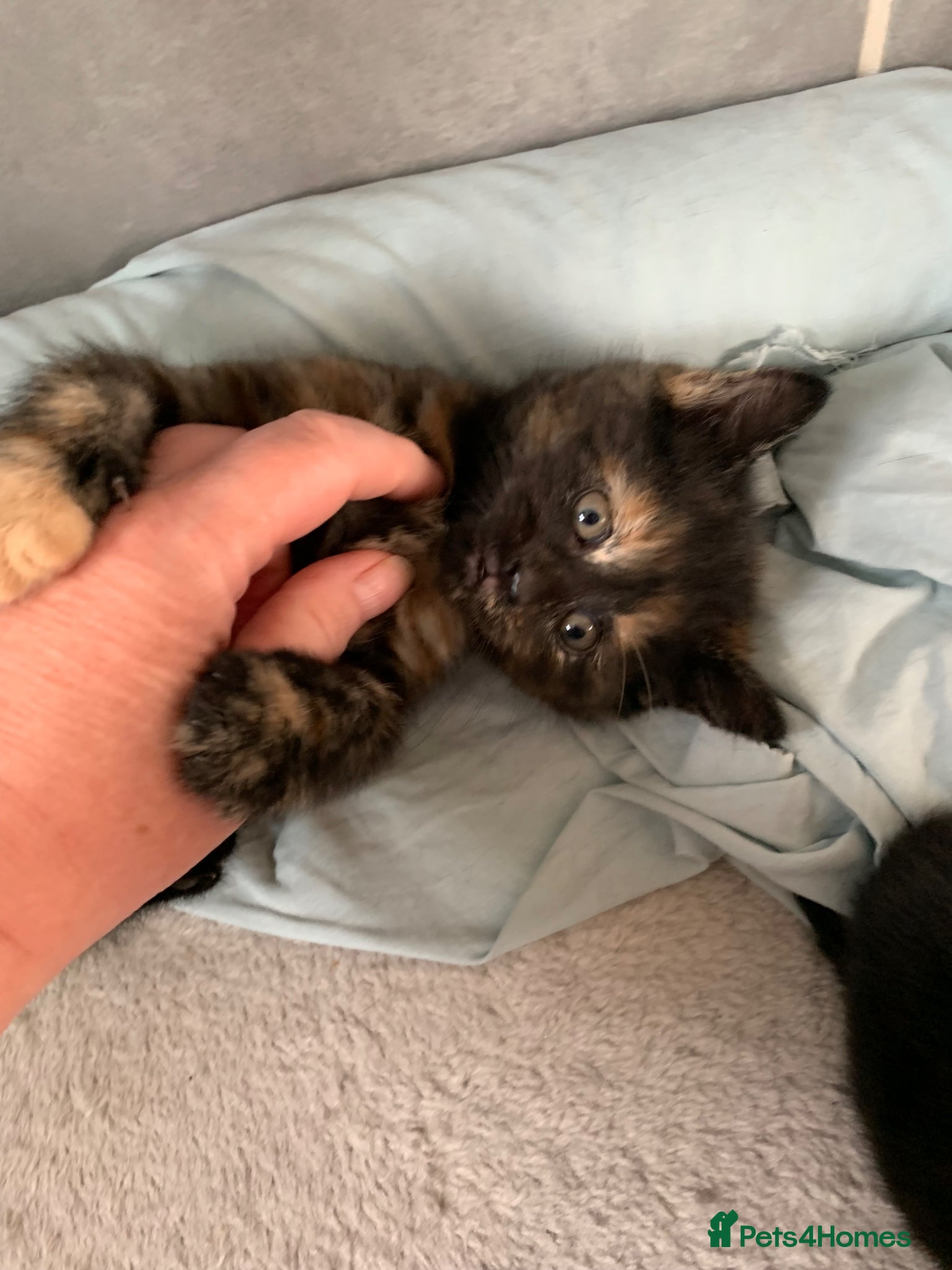 Turkish Angora cats for sale: Longhaired Turkish Angoras x 2 boys 4 girls in Wakefield - Advert 11