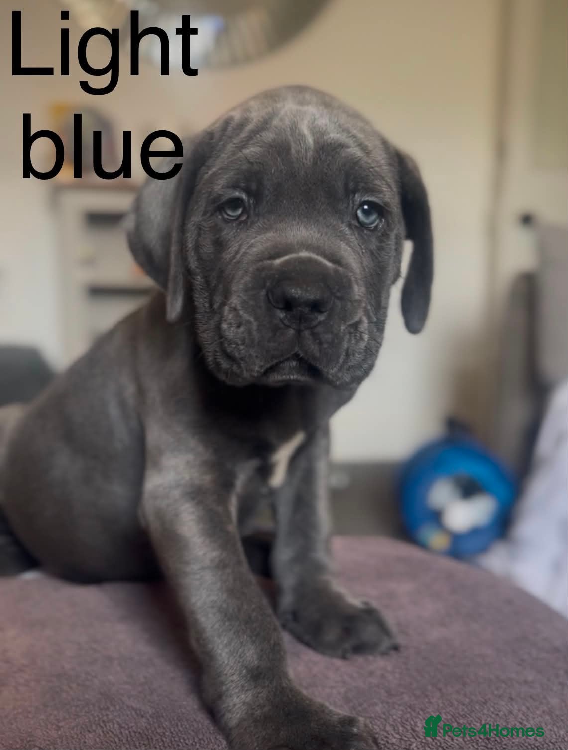 Cane Corso dogs Ready now - 1 left 🐾🐶Cane Corso Mastiff Puppies - Advert 1