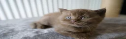 British Shorthair cats for sale: 🌟GCCF BSH Kittens Beautiful Variety of Colours 🌟 - Advert 15