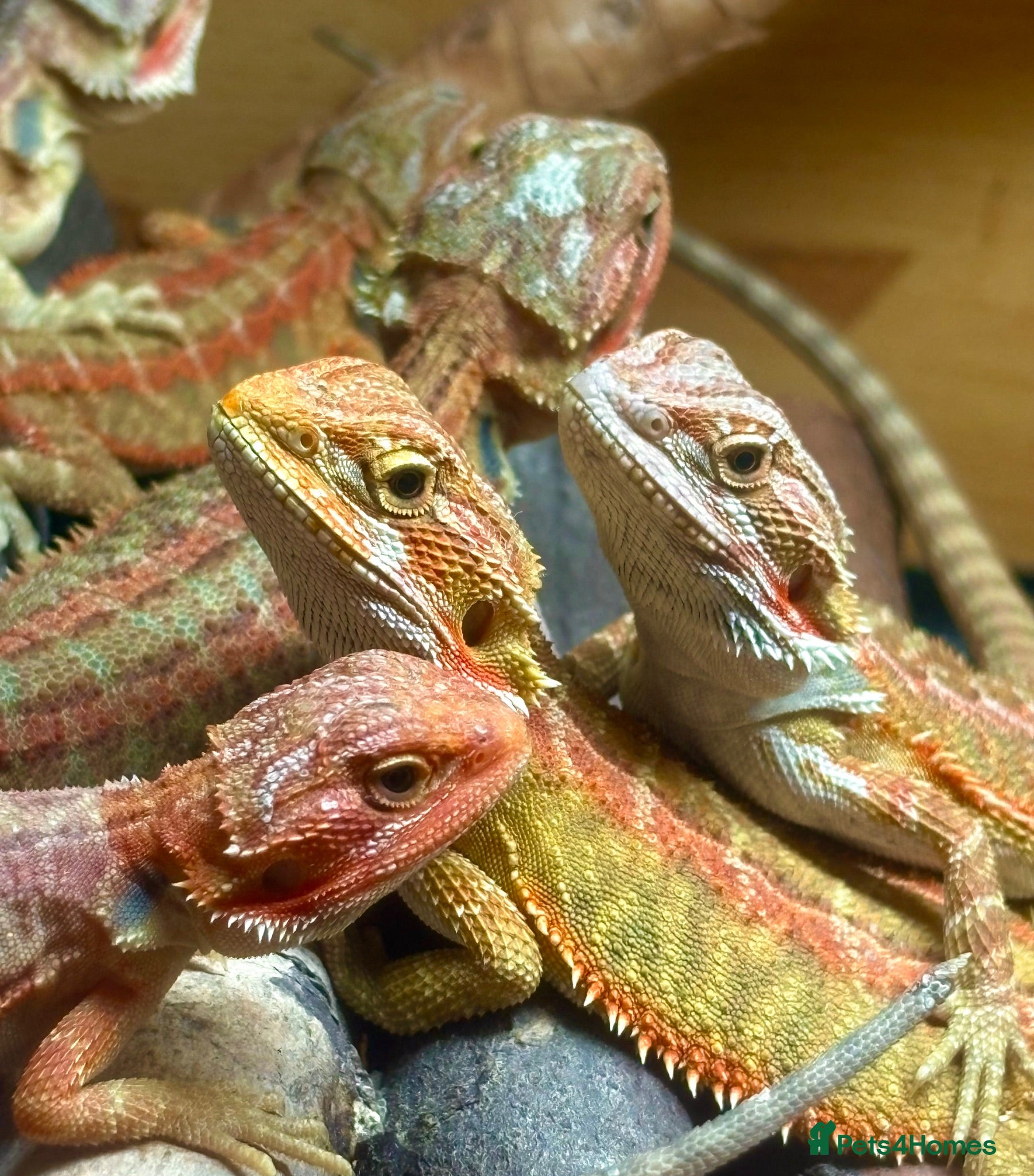 Bearded Dragon reptiles Stunning baby bearded dragons - Advert 22