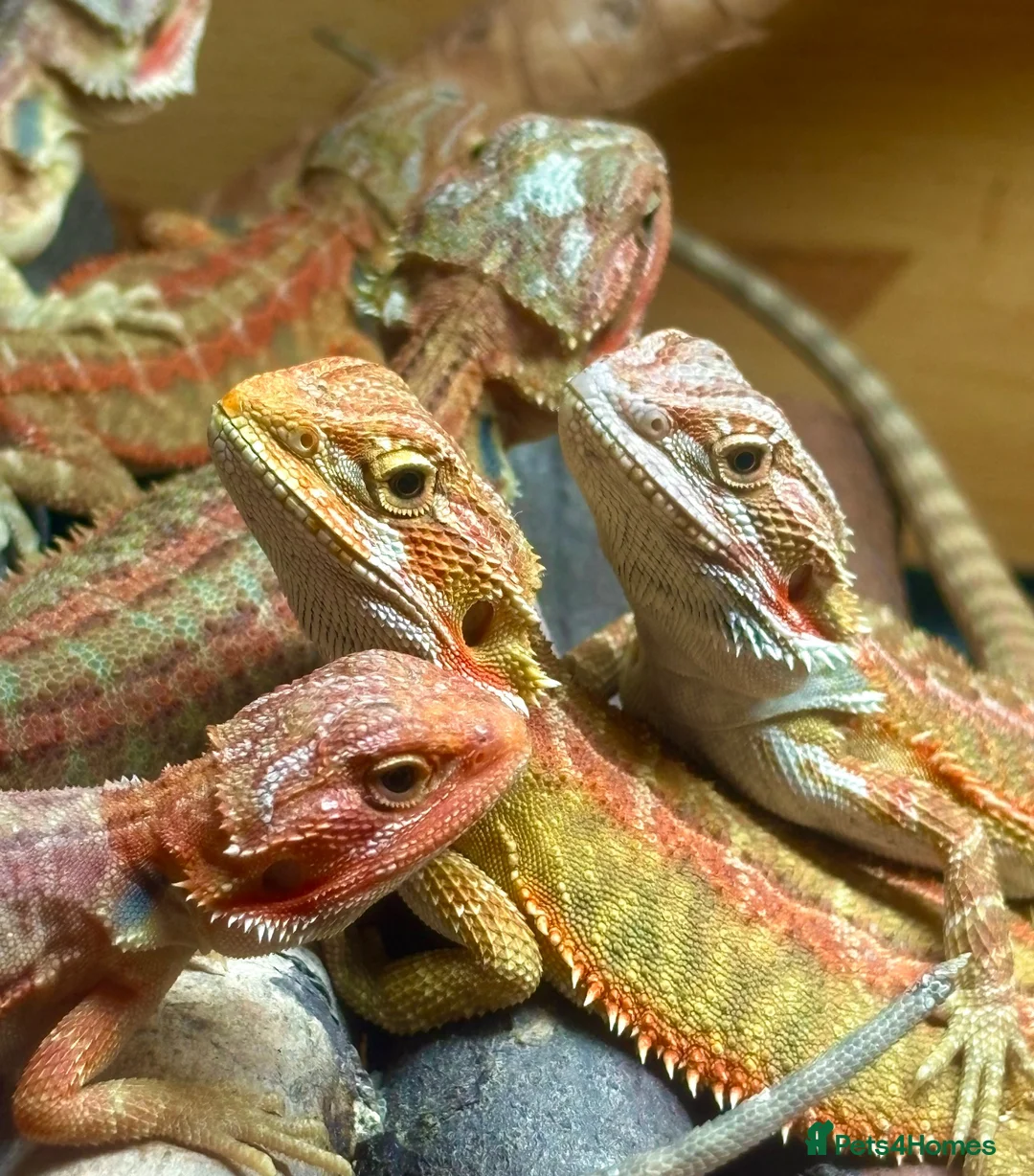 Bearded Dragon reptiles for sale: Stunning baby bearded dragons £100 ONO  - Advert 1