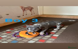 Staffordshire Bull Terrier dogs for sale: RARE BLUE MERLE STAFFORDSHIRE BULL TERRIER PUPPIES - Image 31