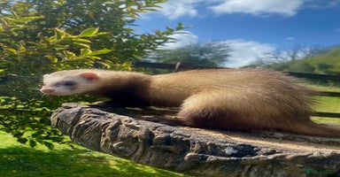 Ferret rodents - Advert 11