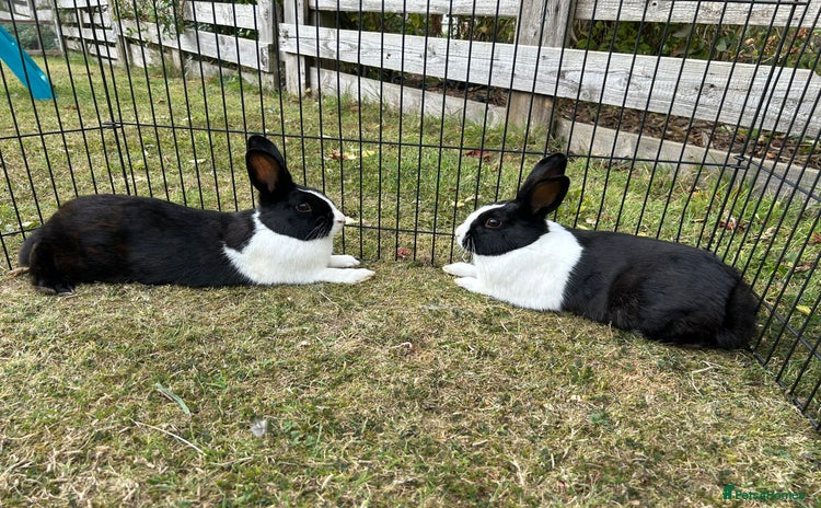 Dutch rabbits - Advert 1