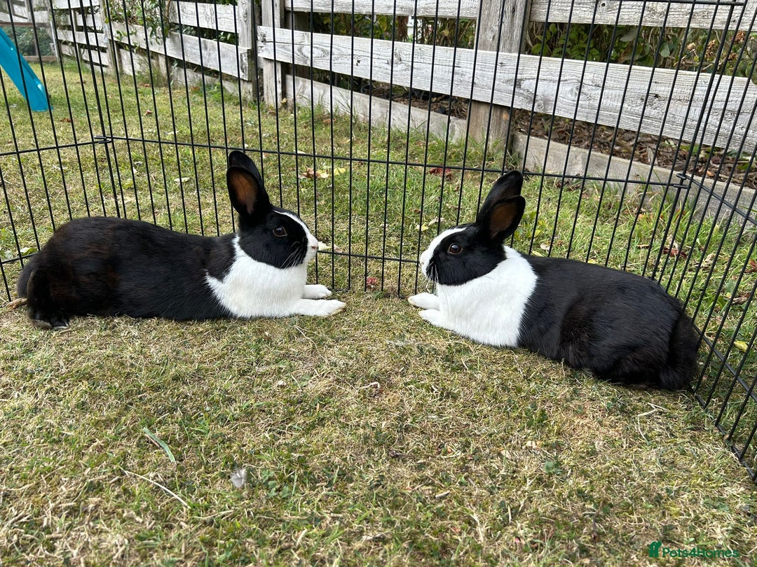 Dutch rabbits for sale: Beautiful Dutch rabbits  - Image 1
