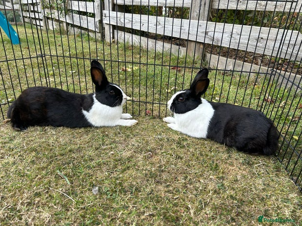 Dutch rabbits - Advert 3