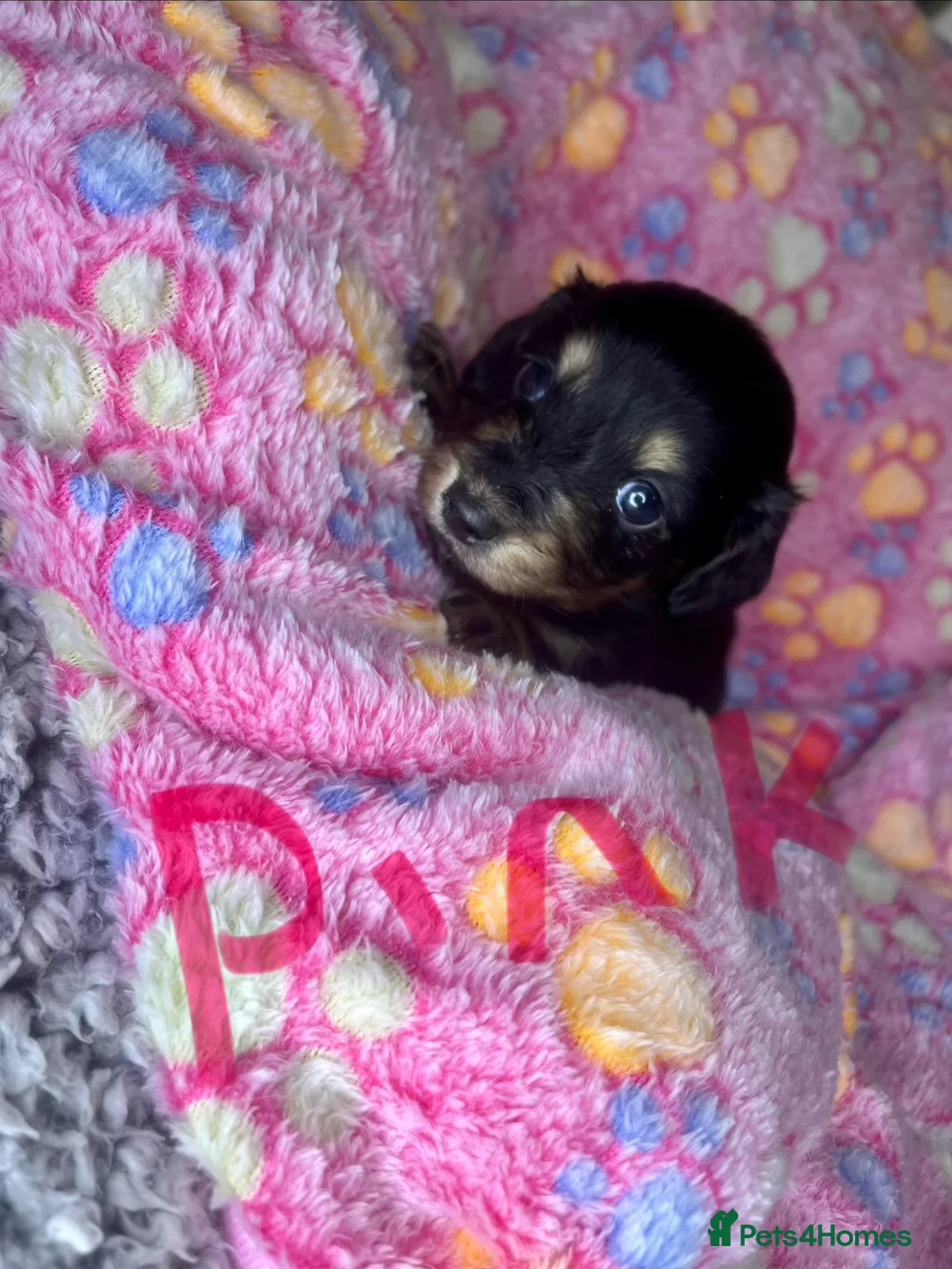 Dachshund dogs for sale: Long haired Dachshunds puppies for sale *2 left* - Advert 2