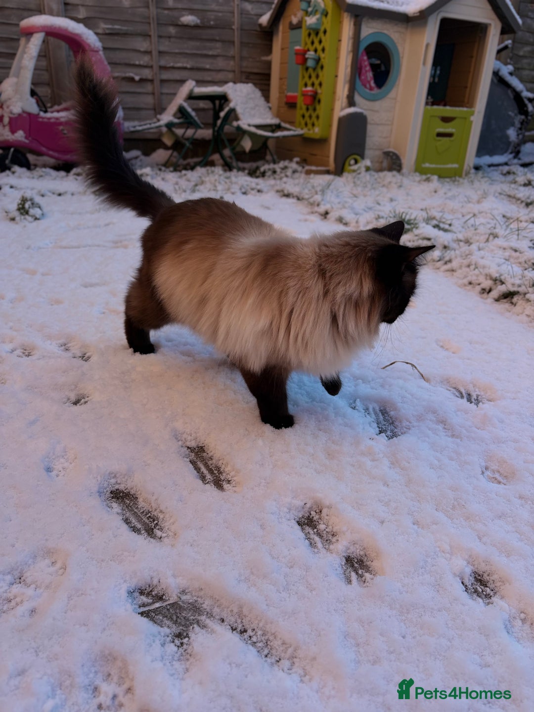 Ragdoll cats for sale: Sage - 4 year old Ragdoll - Advert 8