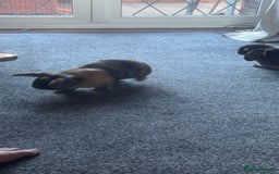 Mini Lop rabbits for sale: Beautiful mini lop girl - Image 2