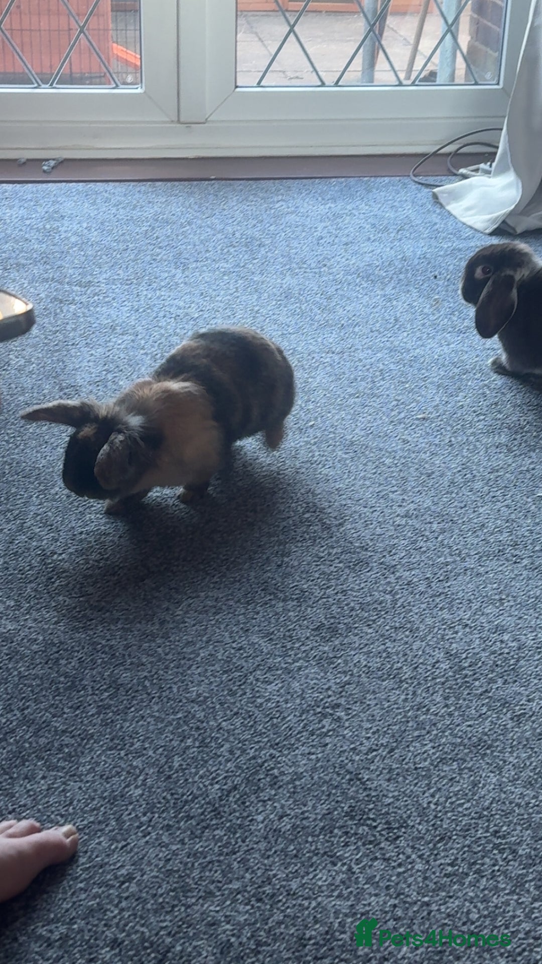 Mini Lop rabbits for sale: Beautiful mini lop girl - Image 2