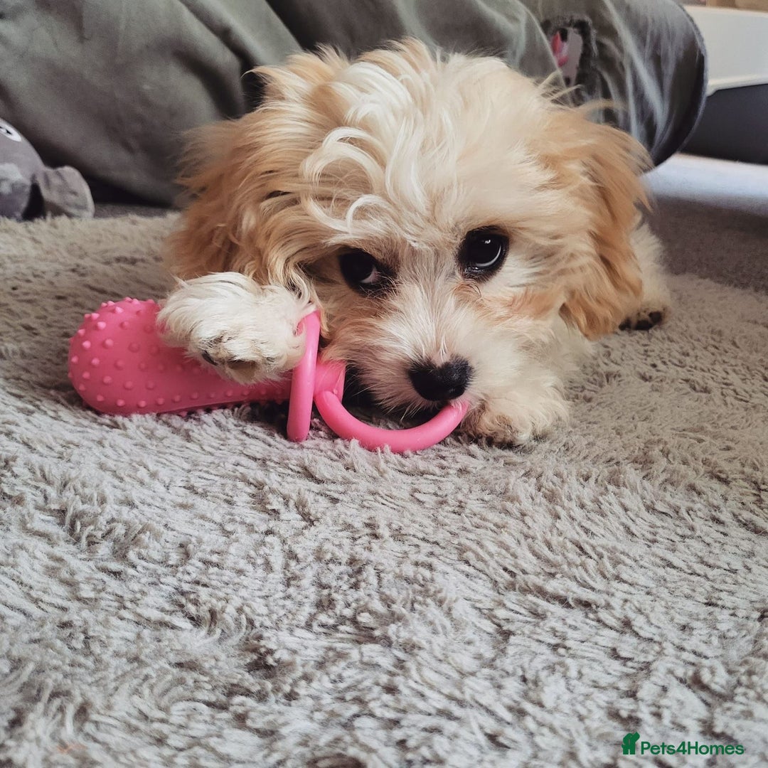 Cavachon dogs for sale: cavachon Puppies  - Advert 12