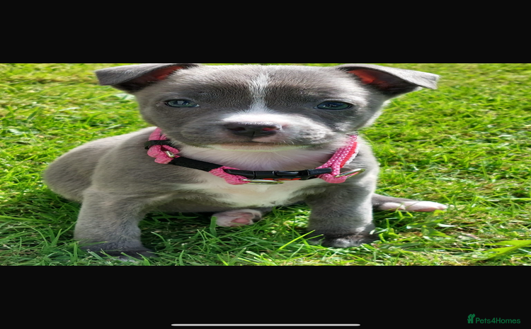 Mixed Breed dogs - Advert 1