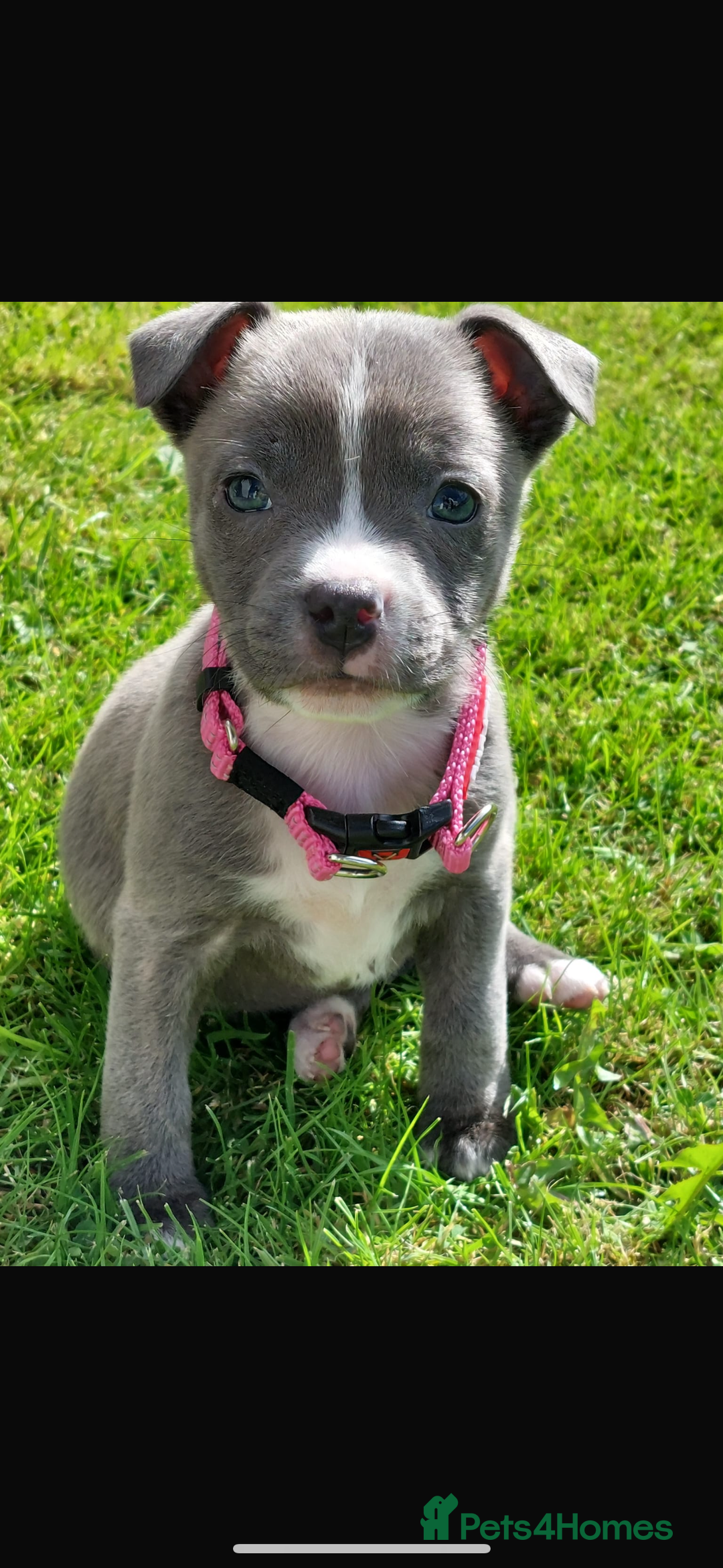 Mixed Breed dogs for sale: Beautiful grey girl - Image 1