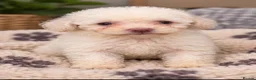 Poochon dogs for sale: Stunning F1b toy Poochon 5* rated graded health ✅ - Advert 6
