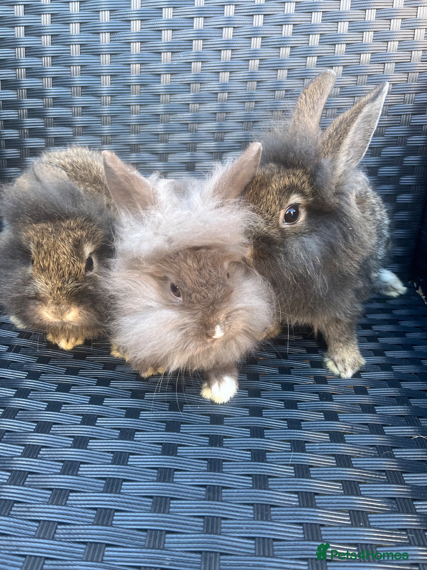 Mini Lion Lop rabbits Ready to go lionhead lops - Advert 2