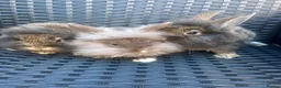 Mini Lion Lop rabbits for sale: Ready to go lionhead lops now reduced - Advert 16