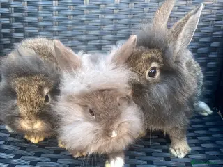 Mini Lion Lop rabbits Ready to go lionhead lops - Advert 2