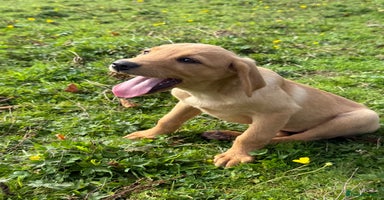 Labrador Retriever dogs in Lanark - Advert 7