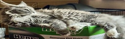 Maine Coon cats for sale: READY NOW! PEDIGREE MAINE COON GIRL  - Advert 10