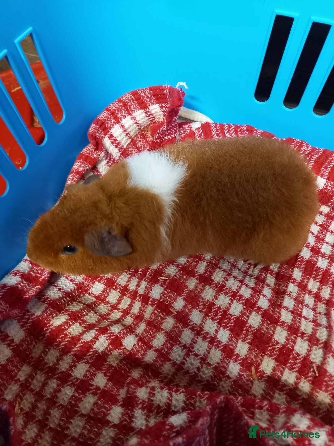 Guinea Pig rodents for sale: Teddy baby guinea-pigs  - Advert 9