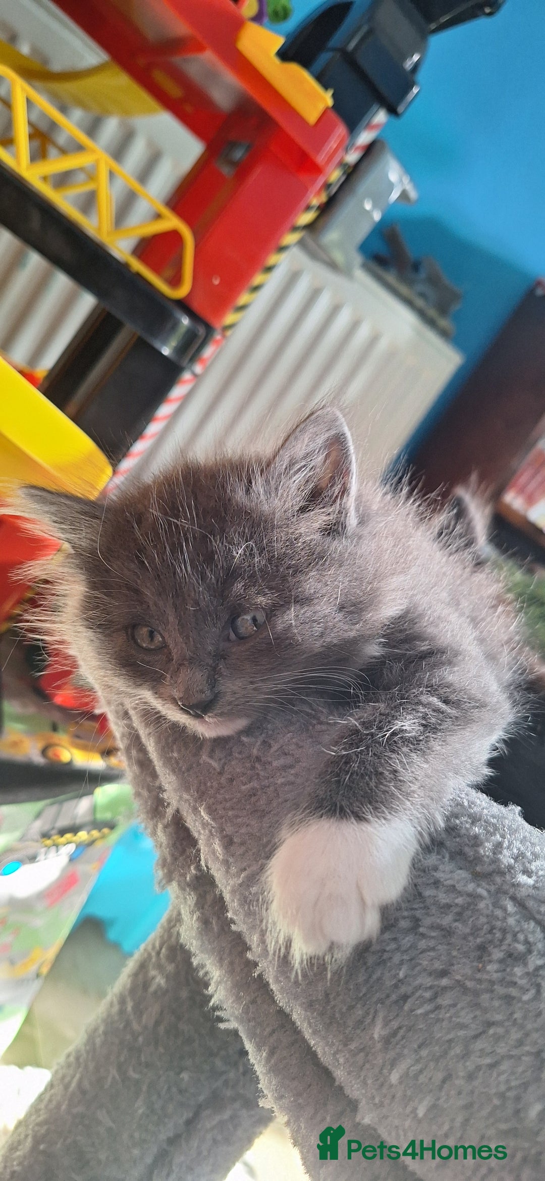 Mixed Breed cats for sale: Fluffy Kittens Gorgeous Personalities! 🐱💞 - Image 11