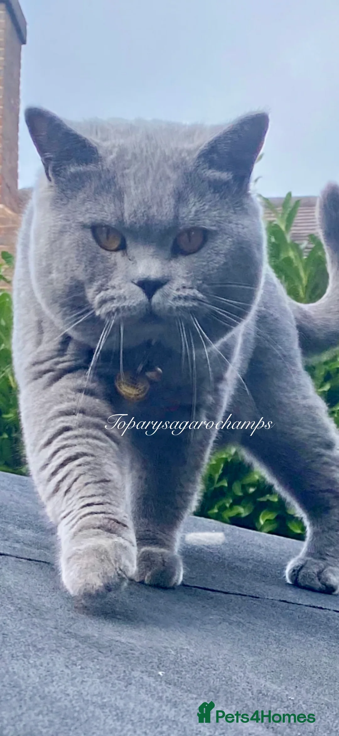 British Shorthair cats for stud: Proven Stud/Blood B/Choc carrier TICA/GCCF REG - Advert 2