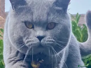 British Shorthair cats Proven Stud/Blood B/Choc carrier TICA/GCCF REG in Dartford - Advert 10