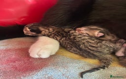British Shorthair cats for sale: 4 beautiful kittens - Image 7