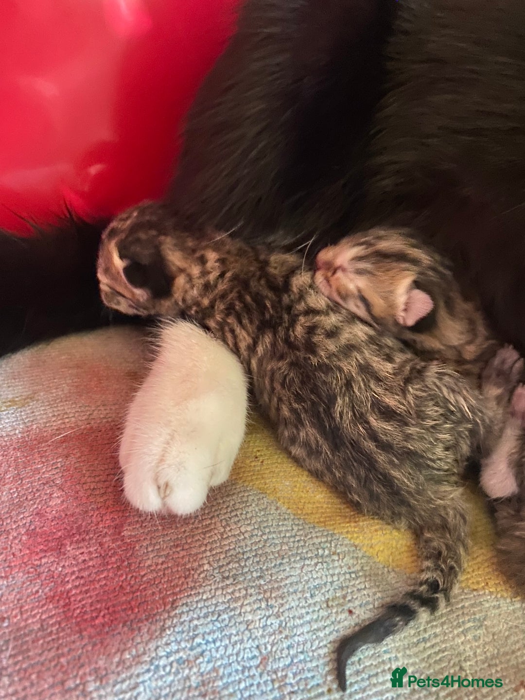 British Shorthair cats for sale: 4 beautiful kittens - Image 7