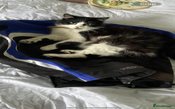 Mixed Breed cats for sale: Gorgeous brother and sister for sale - Image 5