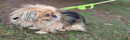 Mixed Breed dogs for adoption: 💙Barry: 9-10-year-old Tibetan Spaniel cross💙 - Advert 12
