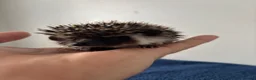 Pygmy Hedgehog rodents for sale: African Pygmy Hedgehogs  - Advert 6