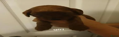 Cockapoo 5