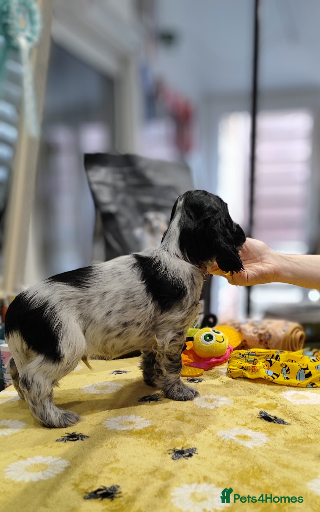 Cocker Spaniel dogs for sale: KC English Show Type Cocker Spaniel Puppies  - Image 3