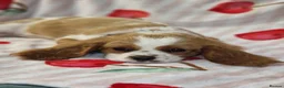 Cavalier King Charles Spaniel dogs for sale: KC Cavalier King Charles Spaniel!DNA tested! - Advert 11