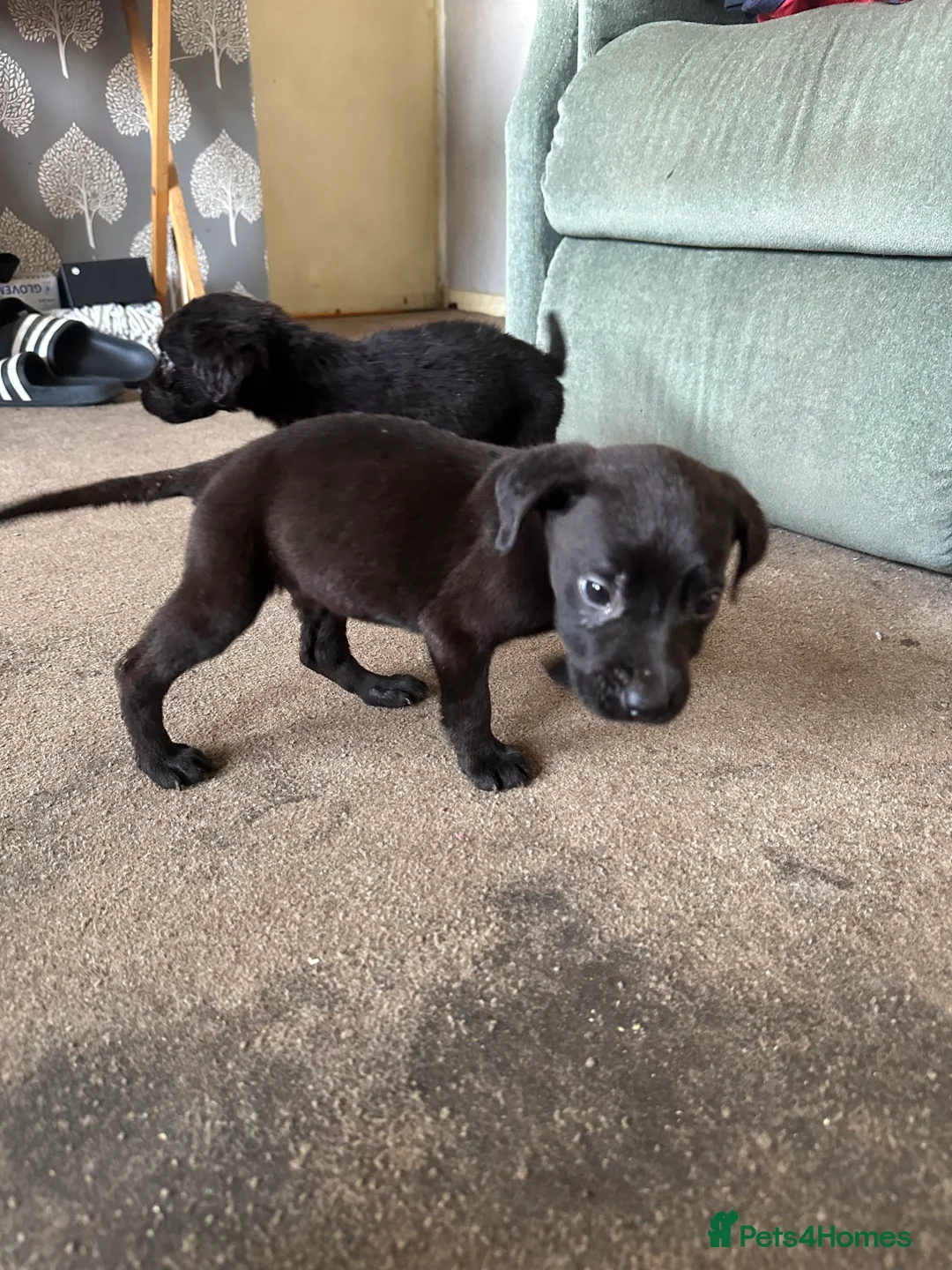 Mixed Breed dogs for sale: Puppies - Advert 10