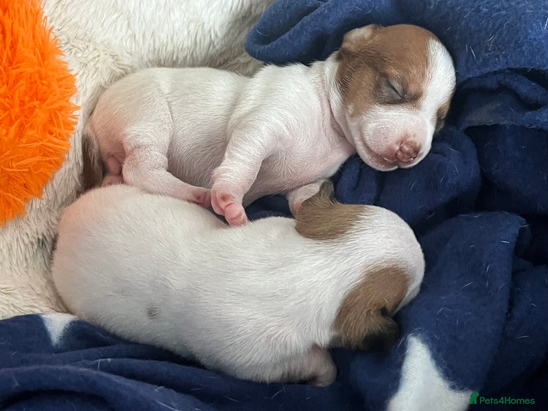 Jack Russell dogs for sale: Stunning Miniature Jack Russell Puppies!!! - Advert 17