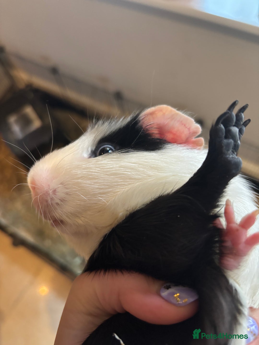 Guinea Pig rodents for sale: 3 boars for sale - Image 12