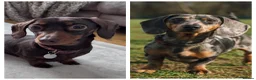 Miniature Dachshund dogs for sale: Miniature Dachshunds KC Registered - Advert 2