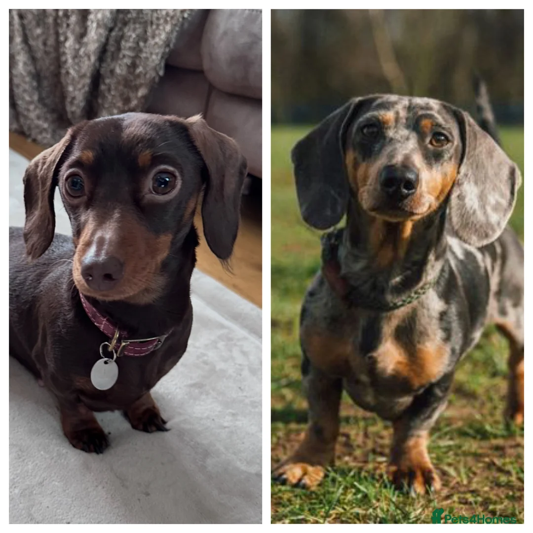 Miniature Dachshund dogs for sale: Miniature Dachshunds KC Registered - Advert 2