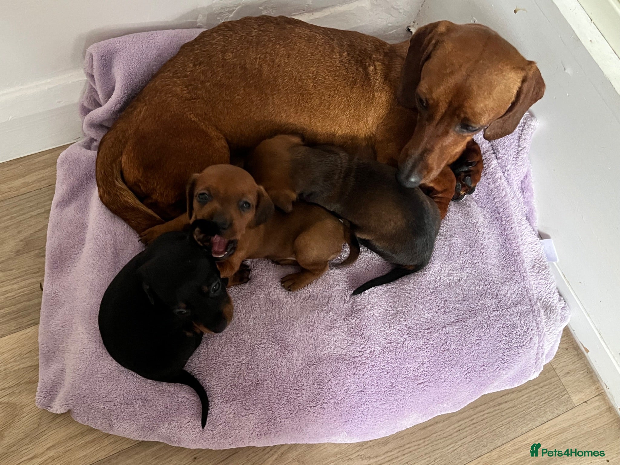 Dachshund dogs Dachshund puppies - Advert 5