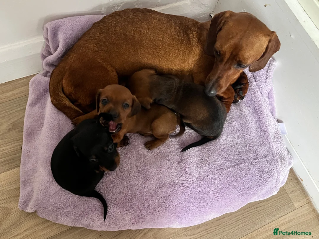 Dachshund dogs for sale: Dachshund puppies in Billericay - Advert 2