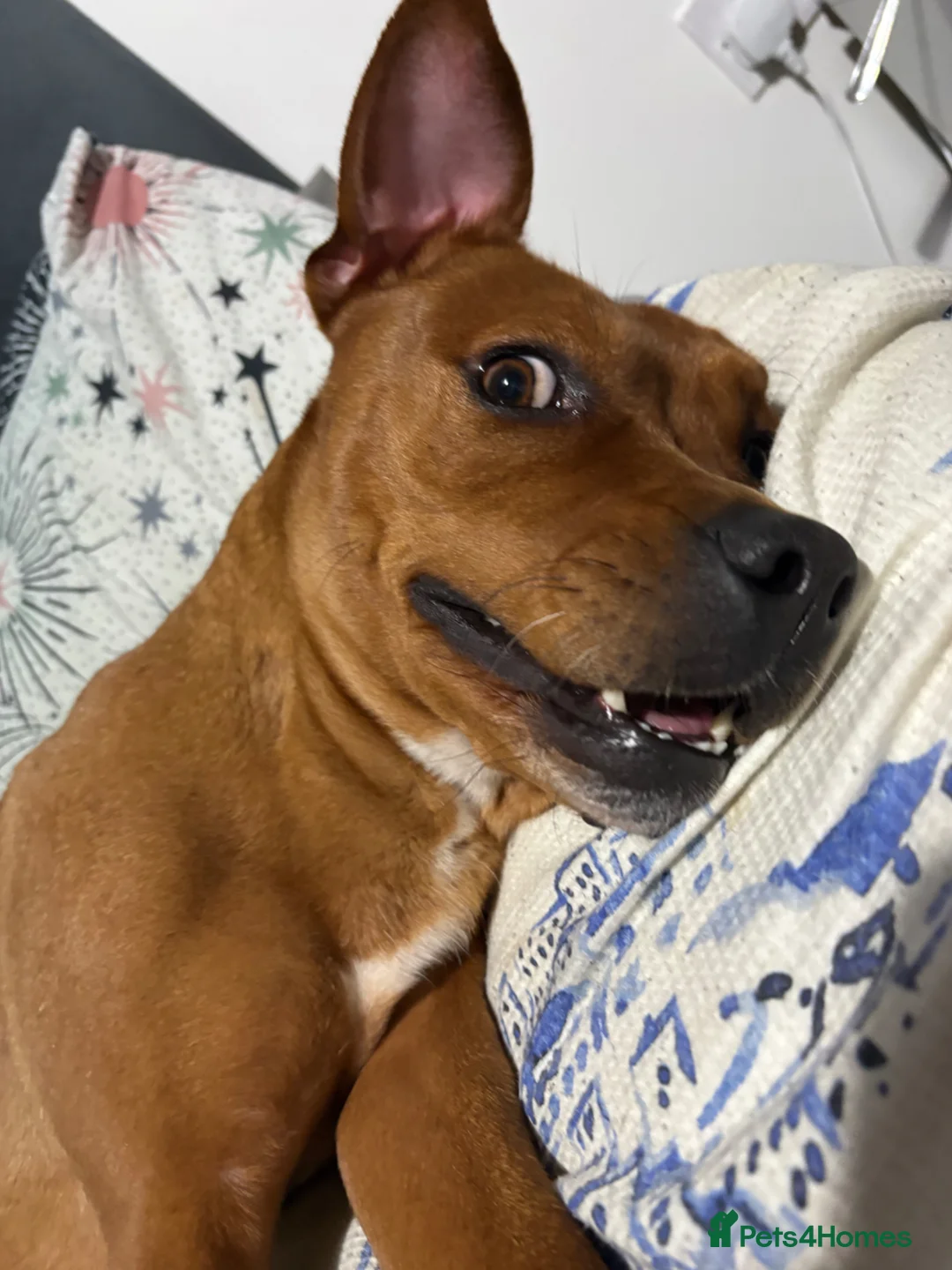 Mixed Breed dogs for sale: 3 yr old Female staffy mix named willow - Advert 2