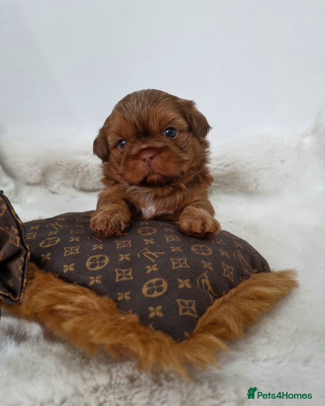 Shih Tzu dogs 4 Gorgeous Imperial Shih Tzu Boys - Advert 3