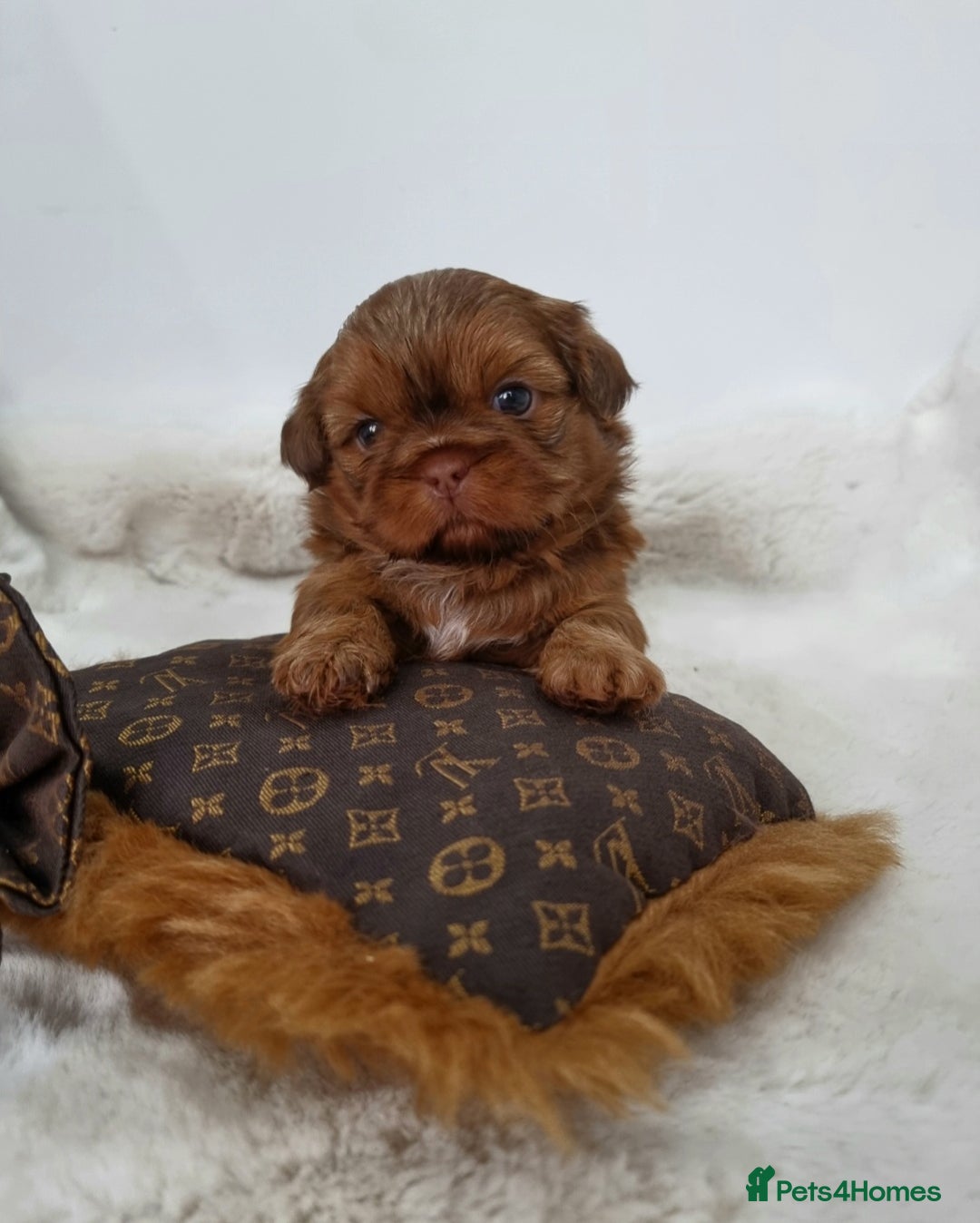 Shih Tzu dogs for sale: 4 Gorgeous Imperial Shih Tzu Boys - Advert 1