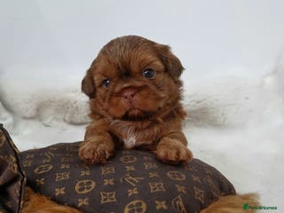 Shih Tzu dogs 4 Gorgeous Imperial Shih Tzu Boys - Advert 5