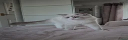 Ragdoll cats for sale: Ragdoll kittens are looking for forever home  - Advert 20